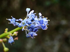 Ceanothus thyrsiflorus