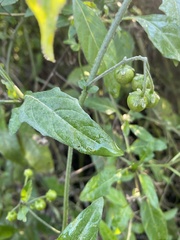 Solanum douglasii