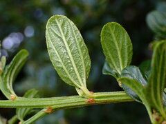 Ceanothus thyrsiflorus