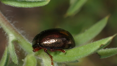 Chrysolina bankii