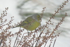 Carduelis citrinella