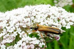 Oedemera podagrariae