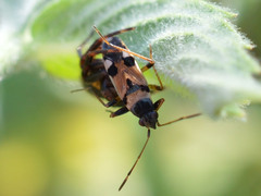 Beosus quadripunctatus