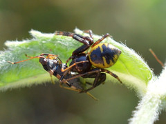 Beosus quadripunctatus