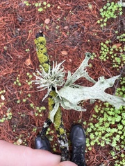 Ramalina leptocarpha