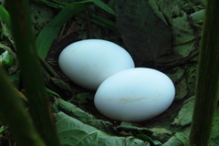 Chamaepetes goudotii