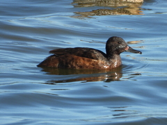 Heteronetta atricapilla