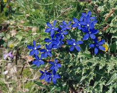 Gentiana bavarica