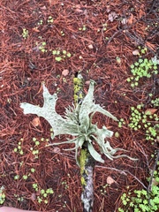 Ramalina leptocarpha