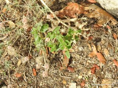 Lavandula pedunculata