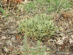 Santolina rosmarinifolia