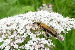 Oedemera podagrariae