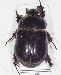 Pycnoschema diversum