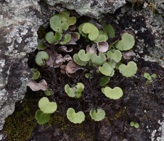 Adiantum reniforme