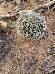 Hamatocactus setispinus