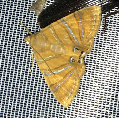 Eulepidotis inclyta