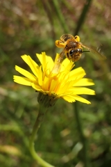 Leioproctus fulvescens