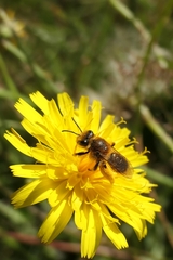 Leioproctus fulvescens