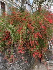 Russelia equisetiformis