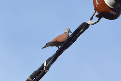 Streptopelia tranquebarica humilis