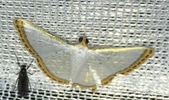 Leuciris