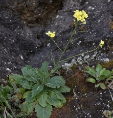 Diplotaxis gorgadensis brochmannii