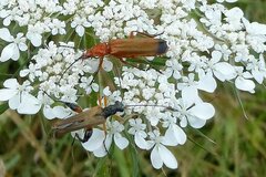 Oedemera podagrariae