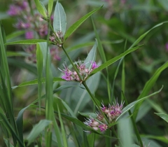 Decodon verticillatus