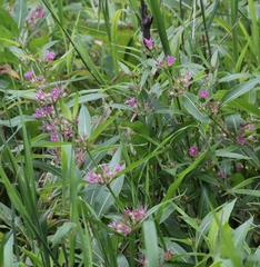 Decodon verticillatus