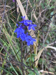 Lobelia