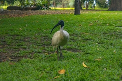 Threskiornis
