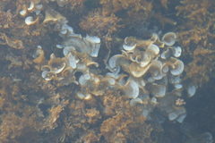 Padina pavonica