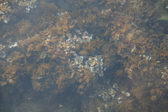 Padina pavonica