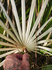 Coccothrinax argentata