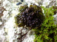 Collema nigrescens