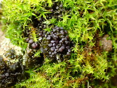 Collema nigrescens