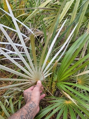 Coccothrinax argentata