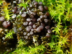 Collema nigrescens