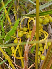 Coccothrinax argentata