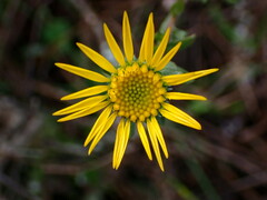 Grindelia hirsutula