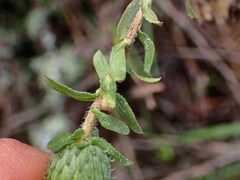 Grindelia hirsutula
