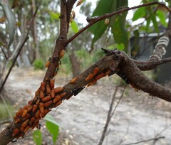 Eurymeloides bicincta