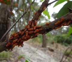 Eurymeloides bicincta
