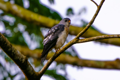 Accipiter soloensis