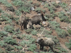 Sus scrofa