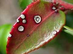 Phyllosticta vaccinii