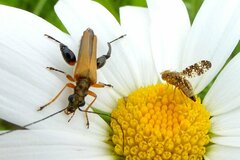 Oedemera podagrariae