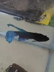 Betta splendens