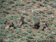 Sus scrofa