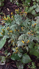 Tagetes foetidissima